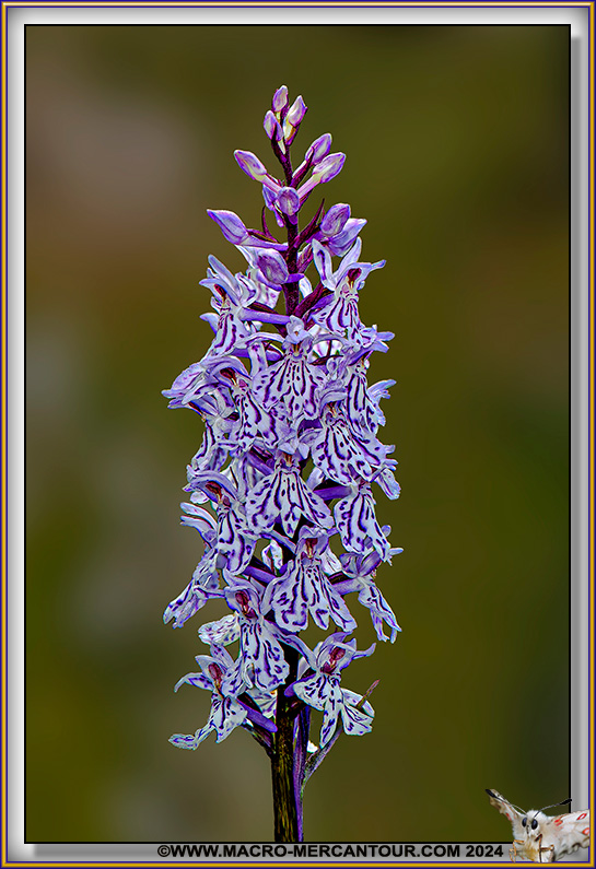 Orchis tacheté